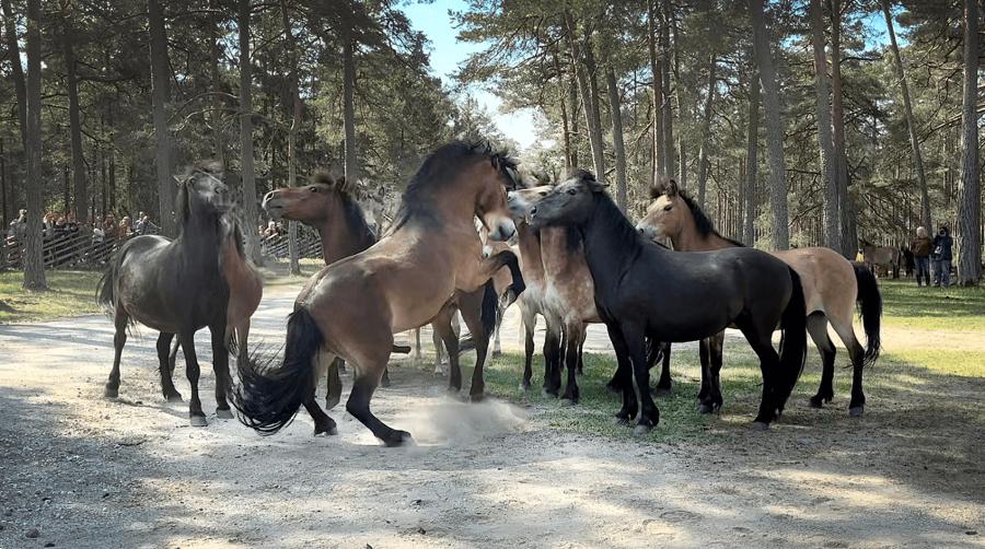 Foto: Anna Ericsson