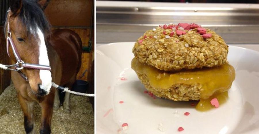 <i>Ridskoleponnyn Billy väntar på sin smaskiga hästsemla.</i>
