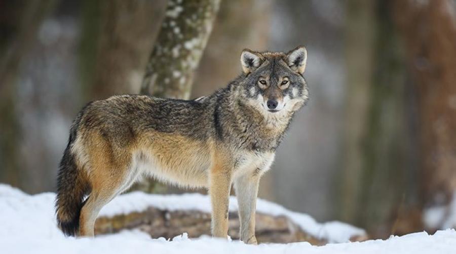 Genrebild. Foto: Adobe Stock