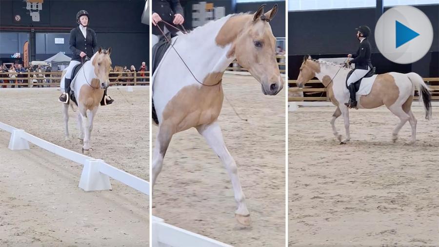 Flanders Horse Expo hölls mellan den 23 och 25 februari i Belgien. Under söndagen reds en klass i dressyr där hästarna hade halsrem.
