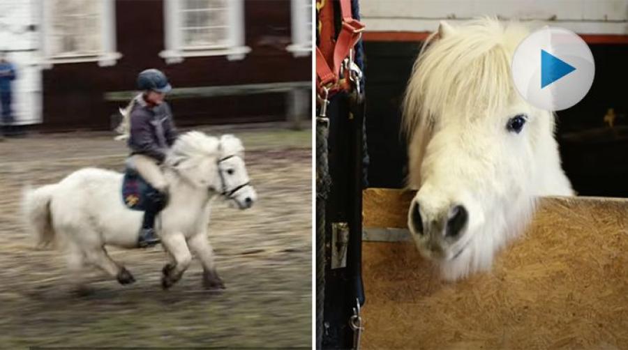 <p>Den vita ponnyn Sigge har förgyllt många lässtunder genom åren. Vad alla kanske inte vet är att Sigges karaktär är hämtad från verkligheten.</p>