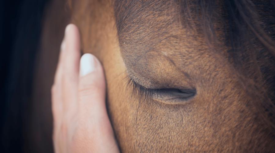 Foto: Adobe Stock