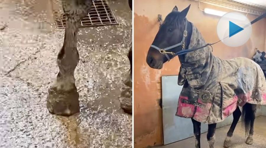 <p>Med leriga hagar kan en och annan tappsko lätt bli ett faktum. I det här fallet hittades skon betydligt närmre än beräknat och på ett udda ställe.