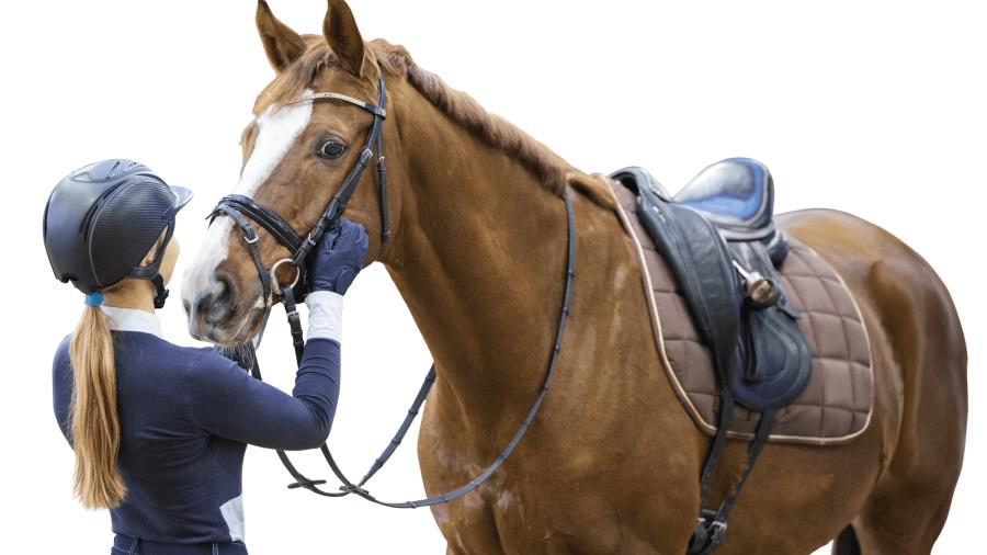 5 utbildningar som leder till hästjobb