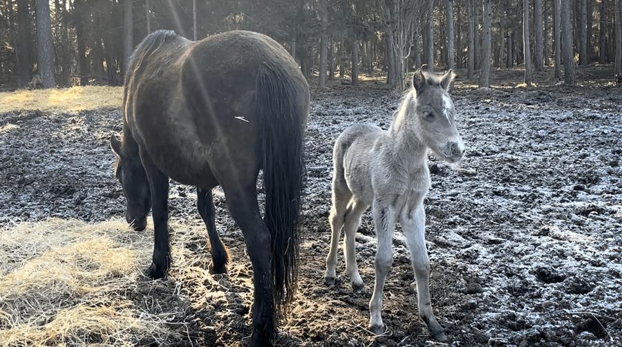 Årets första föl i russflocken på Lojsta hed