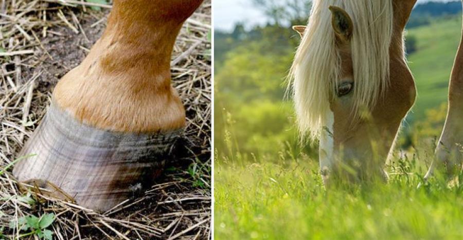 Foto: Hippson och Adobe Stock