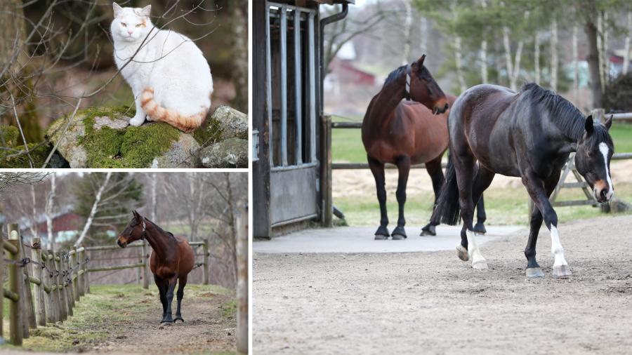 Exklusivt premium: Bildspel från DC Stable i Halland