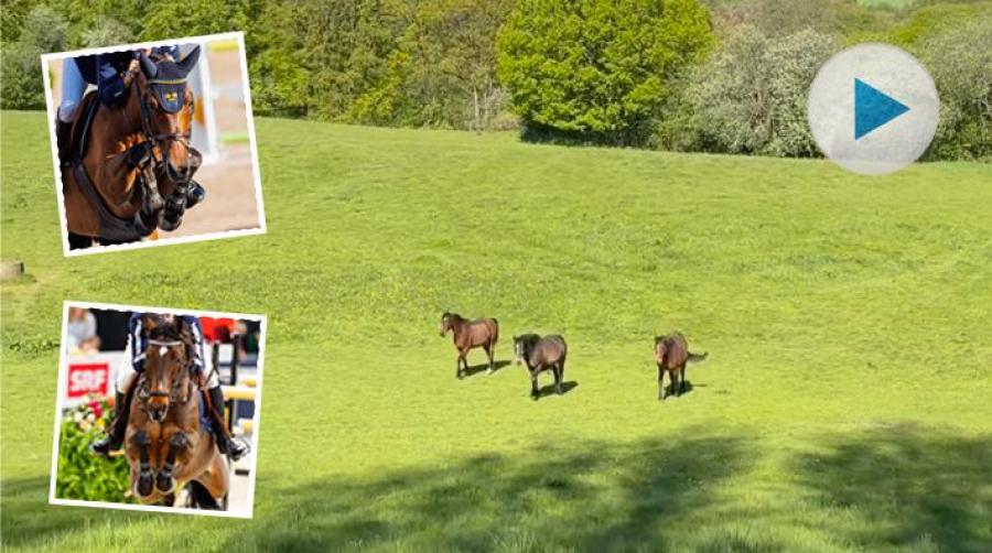 Topphästarna H&M Christian K och H&M All In njuter till fullo av sin pension. Dagarna spenderas i stora, gröna gräshagar med kompisen Flecu.