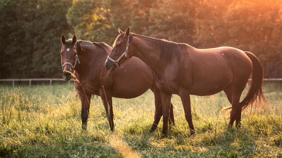Utfodring av dräktigt sto