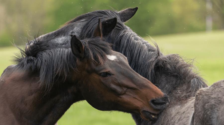 Foto: Adobe Stock