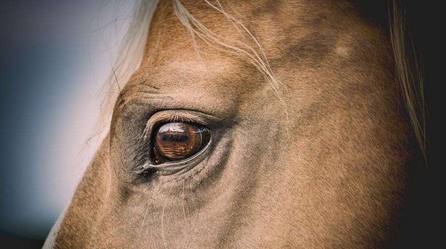Foto: Adobe Stock