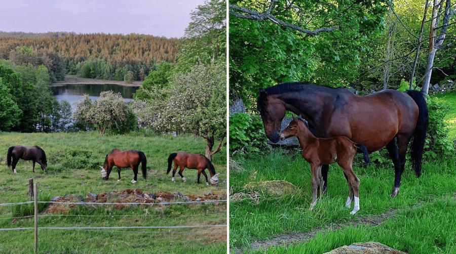 Hittades i hagen med ett stort sår: "Det kan inte ha varit ett rovdjur"
