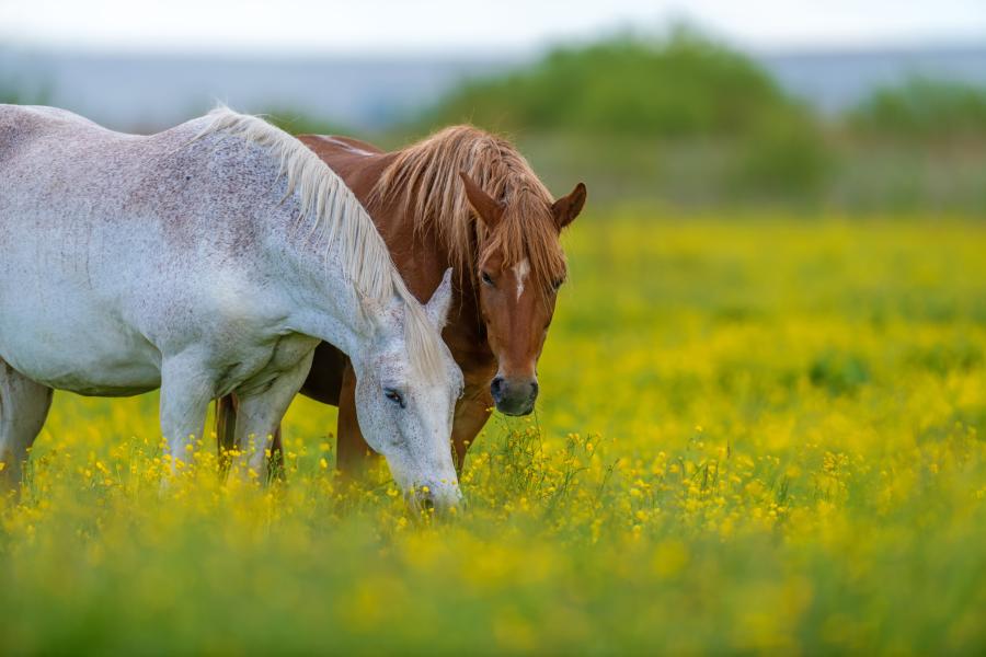 Genrebild: Adobe Stock