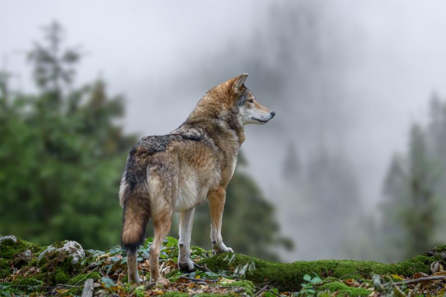 Arkivfoto: Adobe Stock