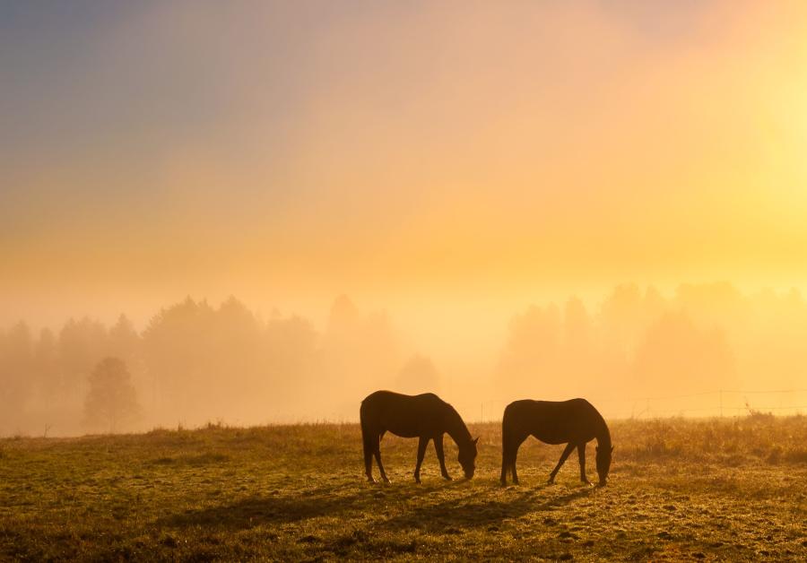 Bilden har inget med händelsen att göra. Foto: Adobe Stock 