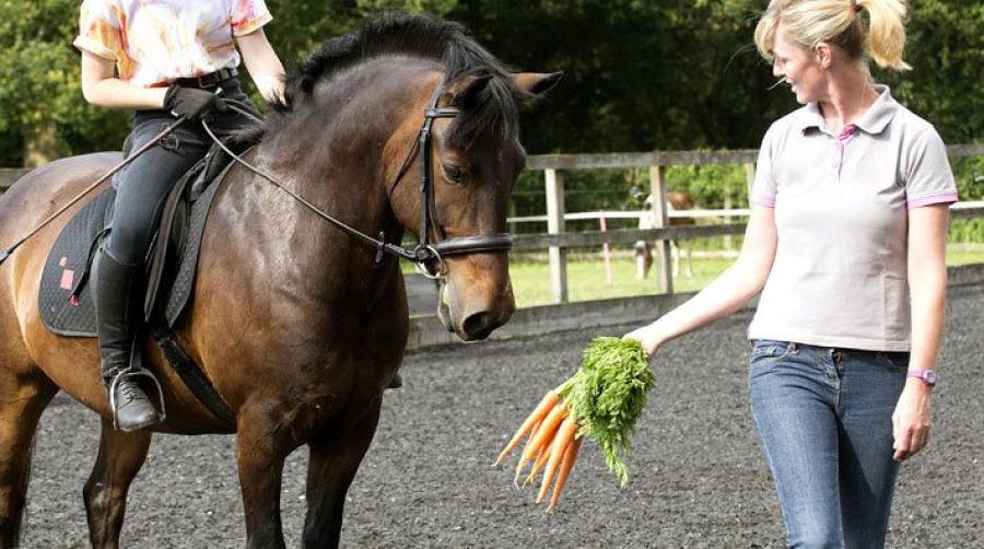Forskningskollen: Vad är mest effektivt – morot, piska eller klapp?