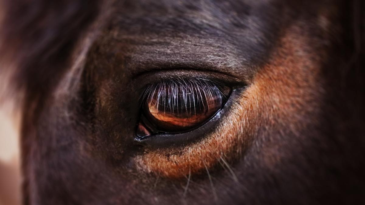 Foto: AdobeStock 