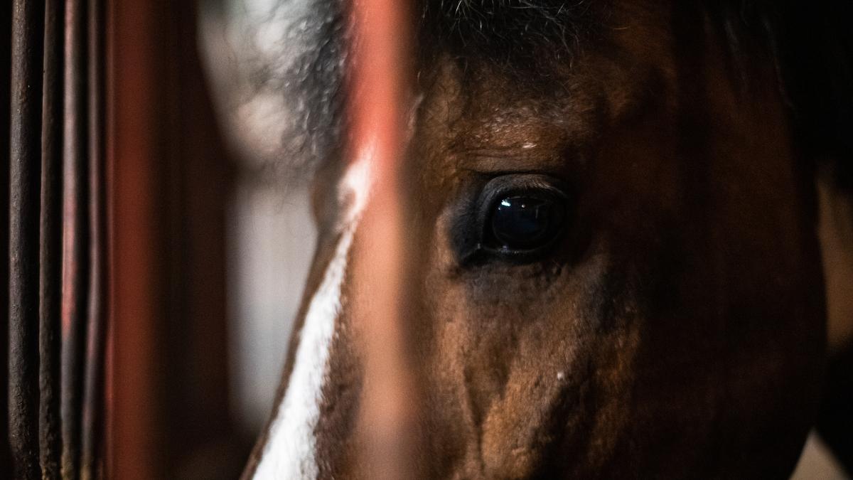 Foto: Adobe Stock