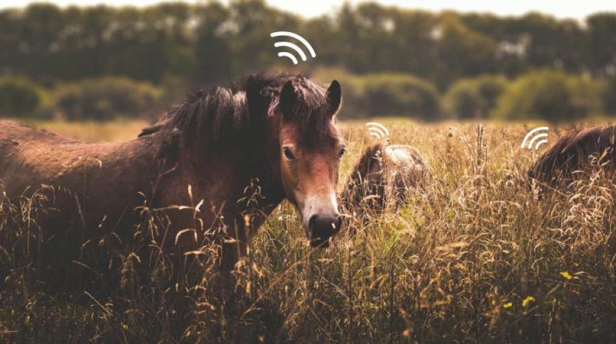 Koppla upp hästen i molnet – spåra den med GPS-trackern Atto
