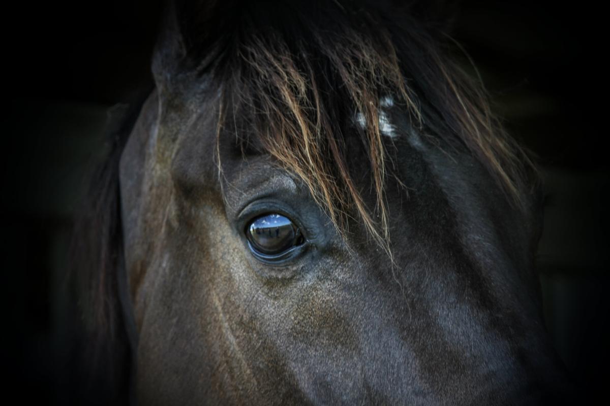 Genrebild som inte har med händelsen att göra. Foto: Adobe Stock
