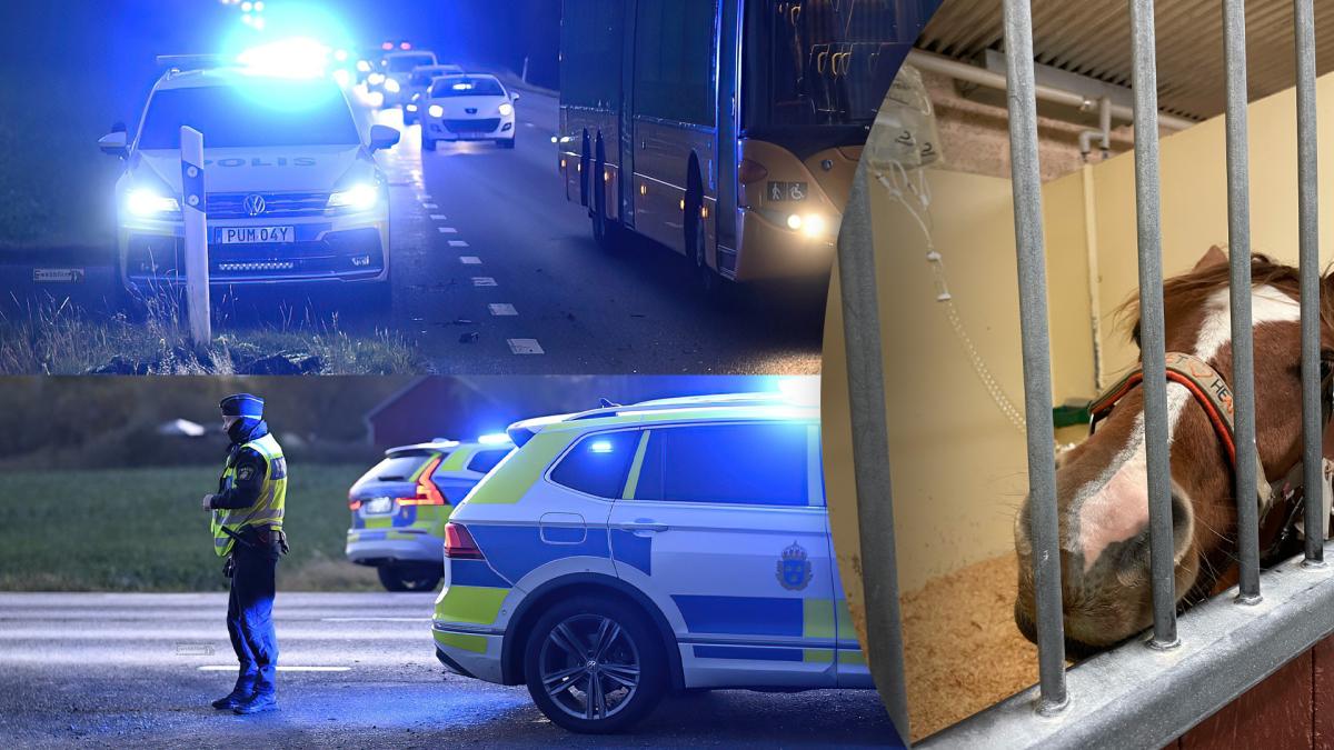 Foto: Foto: F.Schibli - FZ webbfilm och privat