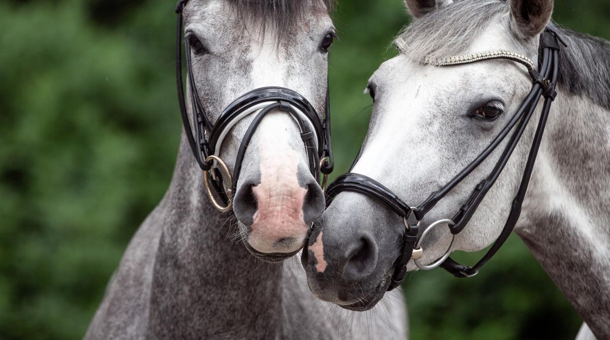 Arkivfoto: Adobe Stock