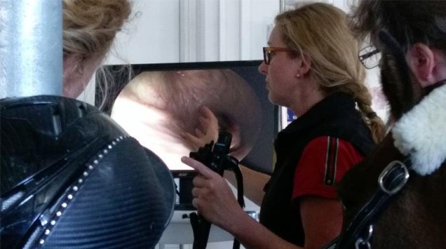 Friska hästar hostar inte!