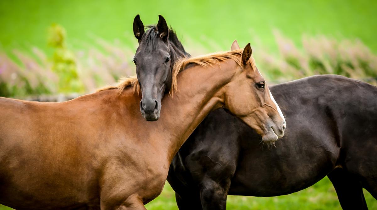 Arkivfoto: Adobe Stock