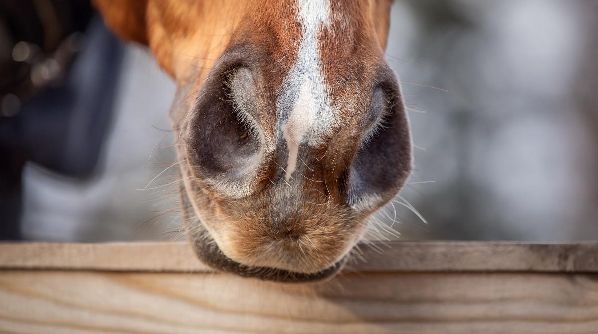 Arkivfoto: Adobe Stock