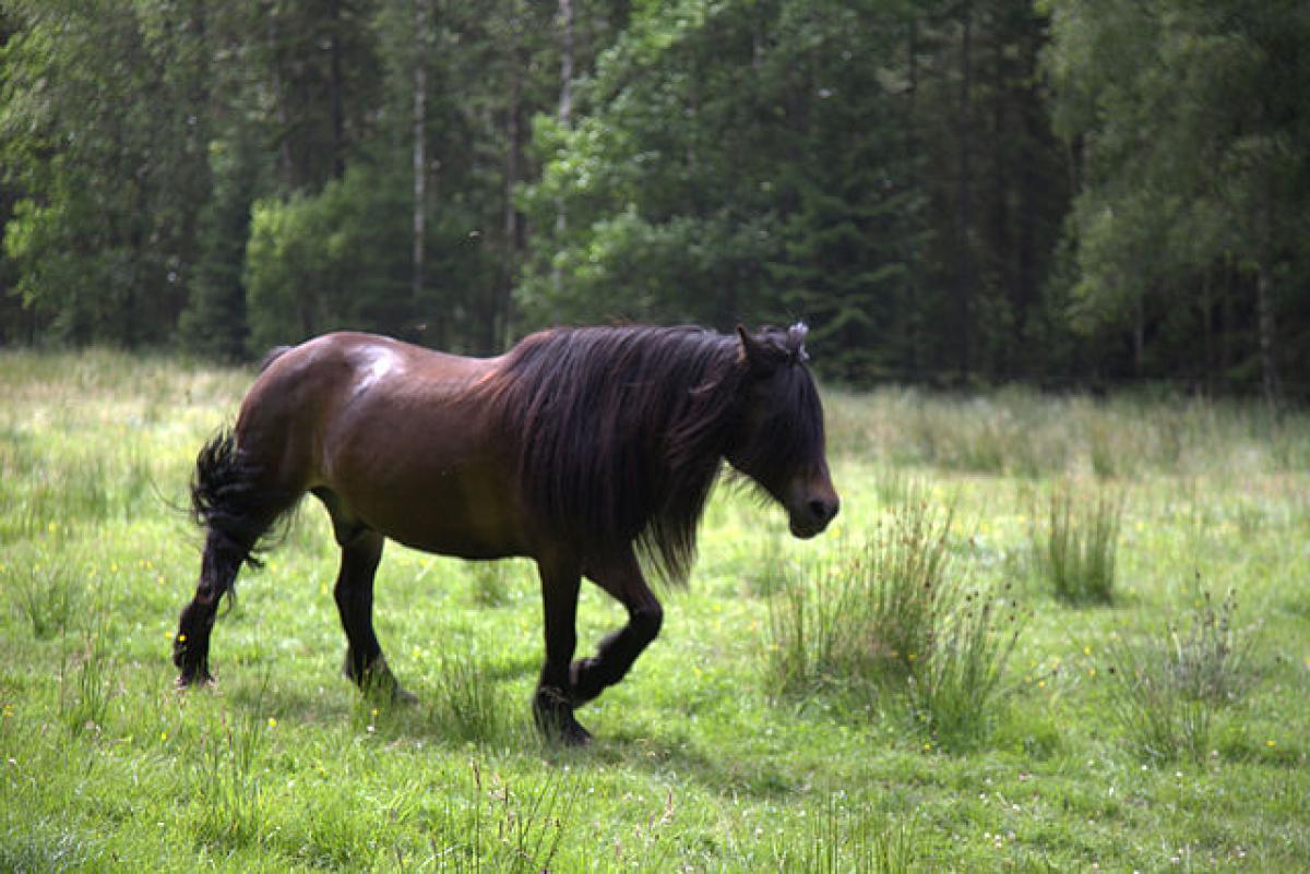 Bilden har inget med händelsen att göra. Foto: Wikimedia commons