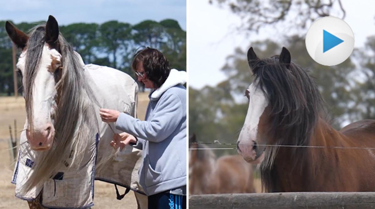 <p>På Kehsarra Clydesdale Horse Rescue räddas clydesdales från hela Australien. Samtidigt hjälper hästarna människor i behov av terapi att tillfriskna.</p>