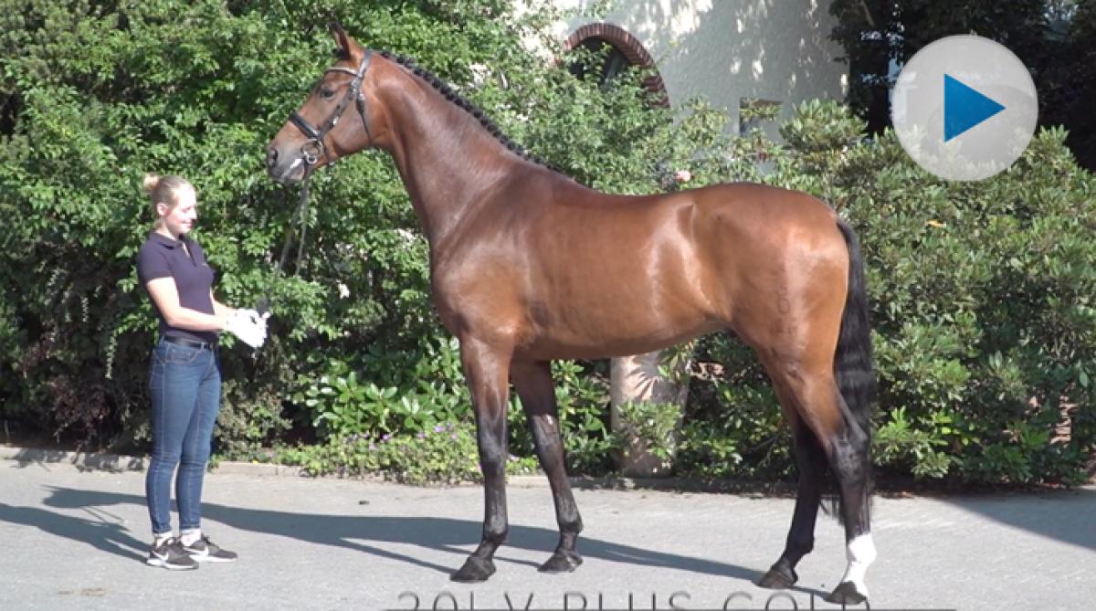 P.S.I-auktionen i Tyskland firade 40-årsjubileum i helgen med försäljningsrekord. Dyraste dressyrhästen blev fyraårige hingsten V-Plus Gold.