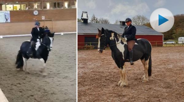 <p>Margareta Sjödin har haft mycket svårt att hitta en sadel till sitt tinker- och irish cob-sto Whitney. I helgen red de därför Medelsvår C barbacka.