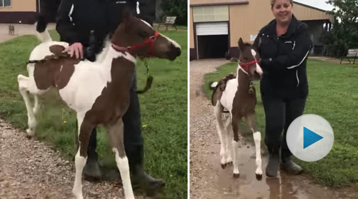 Tehya och hennes mamma kunde inte komma ut i hagen på grund av ett oväder. Så dagen efter är den bedårande fölungen ett riktigt energiknippe.