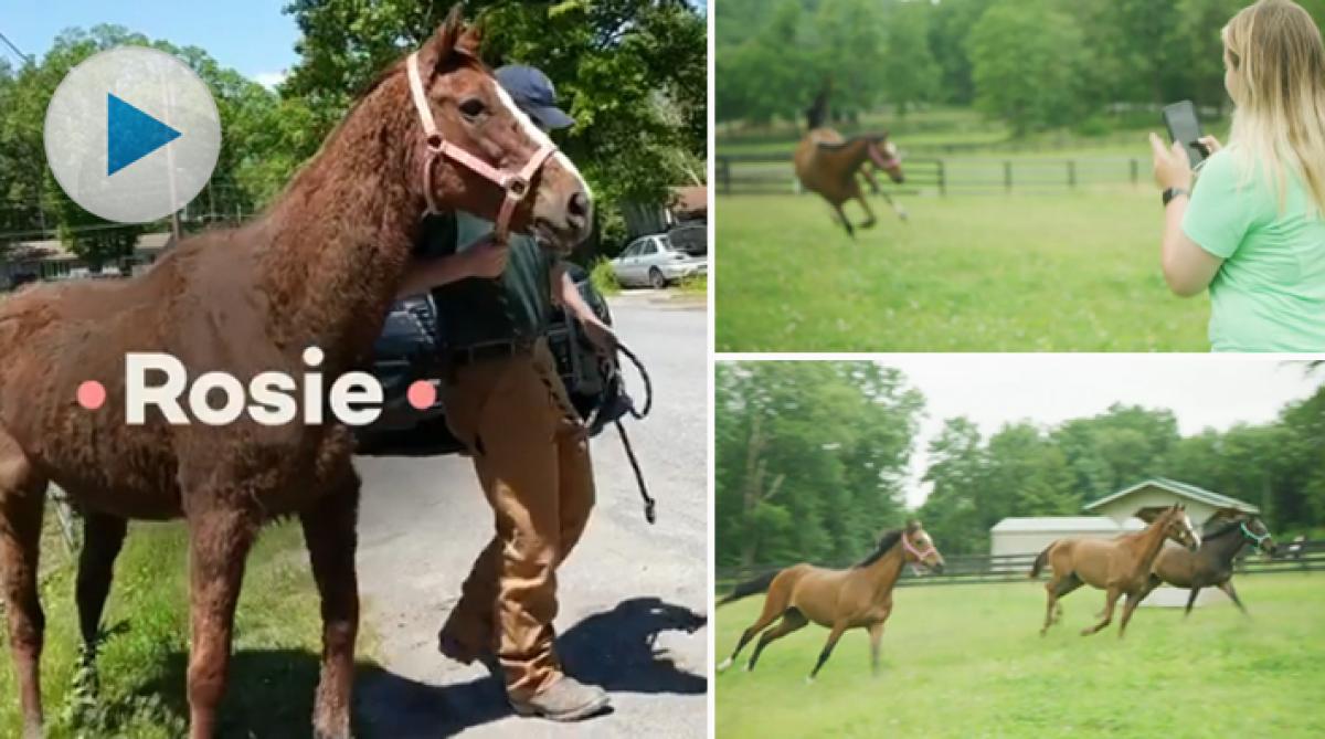 <p>När hästarna Rosie, Midnight och Britt kom till Lucky Orphans Horse Rescue i USA var de kraftigt undernärda. <a href="https://www.facebook.com/thedodosite/?eid=ARCB8VkX_gkORnPn-2OlMjqQ0_e_MYMCoExmN...