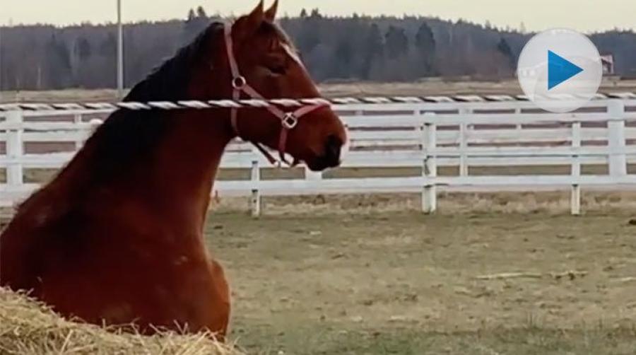 John Hickey har en riktig spelevink i stallet. Det är fyraåriga Just Magic som gillar att sitta mjukt i en höbal och spana in vad som händer på gården.