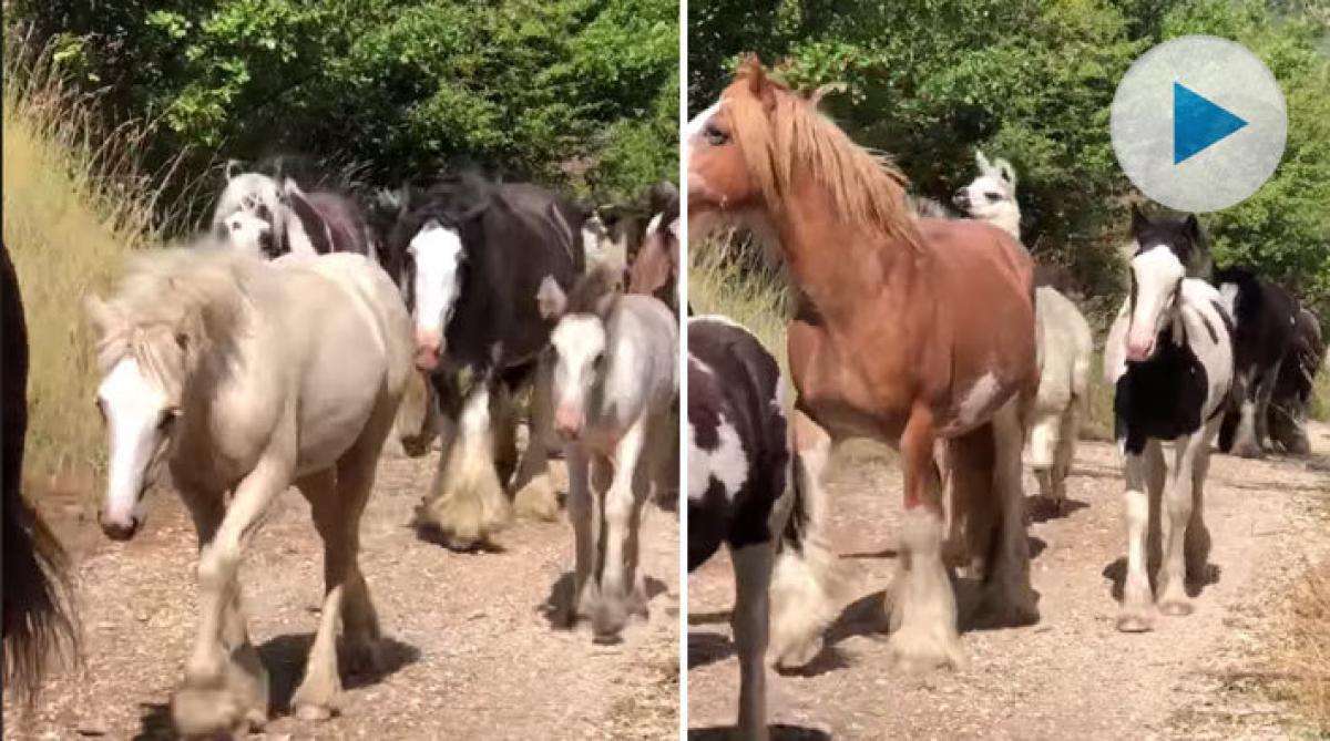 <p>Visst är de mäktiga – irish cob-hästarna med sitt yviga hovskägg, sina böljande manar och maffiga svansar. Men de har fått sällskap av en udda figur.