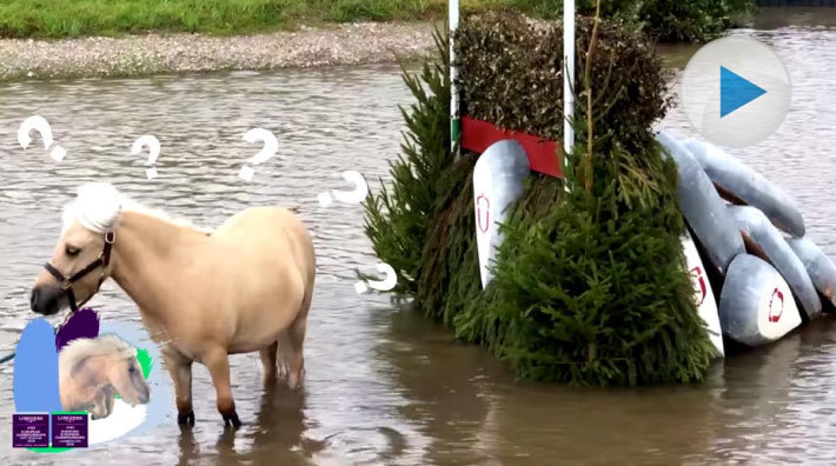 <p>Måndag drar ryttar-EM i gång. Och FEI laddar upp genom att låta ”Teddy the Shetland” (med 127 000 följare på Instagram) pröva livet som EM-häst.