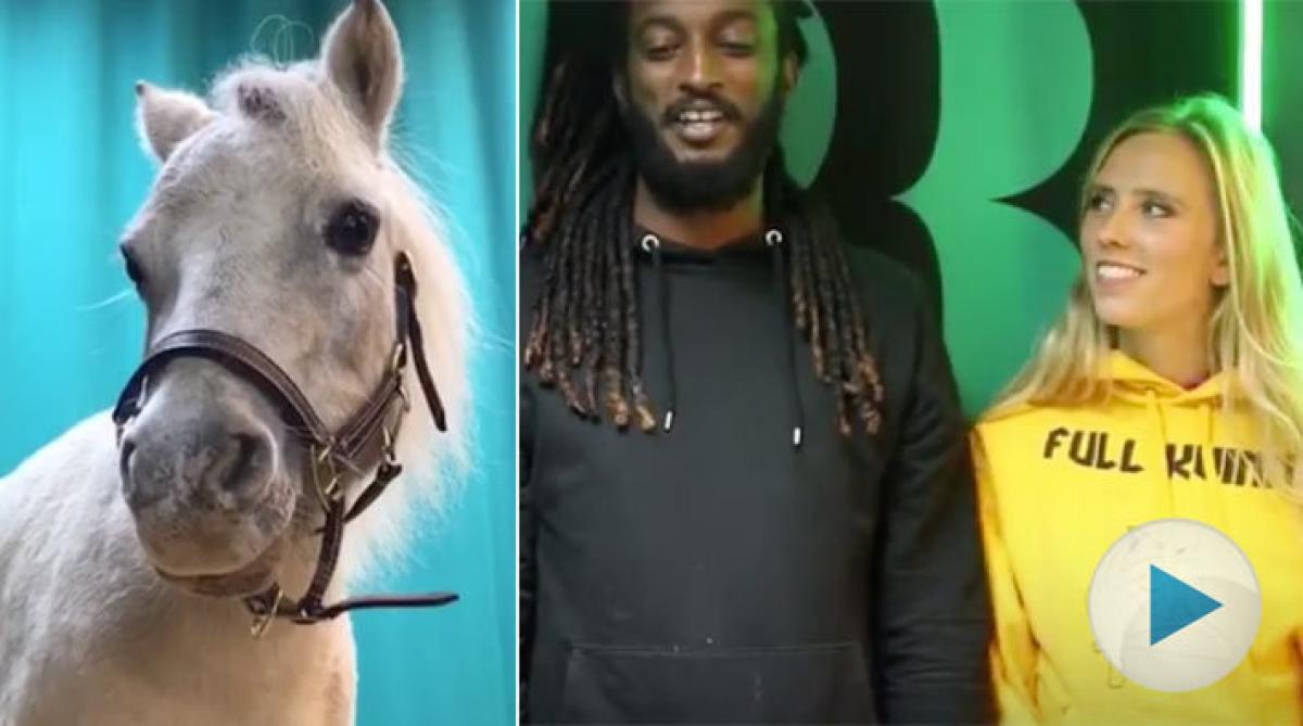 När terapihästen Misan besöker Morgonpasset i P3, i deras studio, lättas stämningen snabbt upp. Från dåligt morgonhumör till idel glada miner.