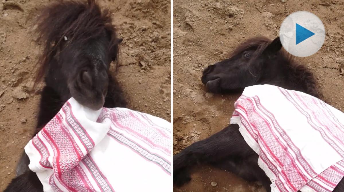 <p>Alexandra Furmans minishettis Blackis, två år, tycker att tuppluren efter lunch är viktig. Och det blir ännu mysigare om man bäddar ner sig med en filt.</p>