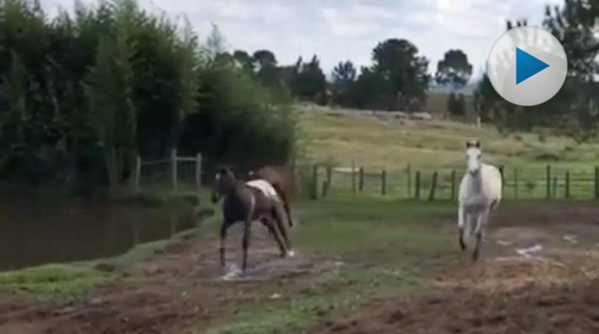 Fredag och sommaren är fortfarande kvar. Det är bara att rusa ut till två dagars ledighet. Lite som hästarna i filmklippet – eller vad tycker ni?</p>