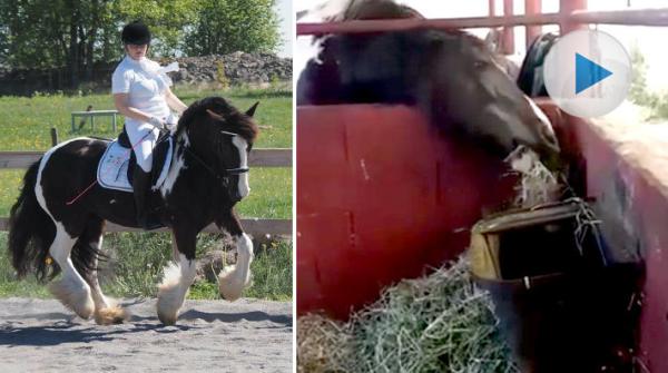 Minns ni tinker/irish cob-stoet Whitney? Eftersom hon ska på premiering går hon på diet, men bantningsförsöken har gått trögt. Nu vet ägarna varför!