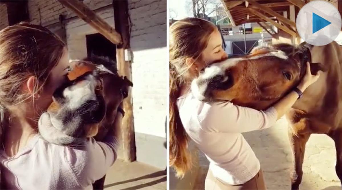 <p>Den här hästen njuter verkligen när det vankas klihjälp bakom öronen. Det ser nästan ut som om den ska välta eller rentav somna.