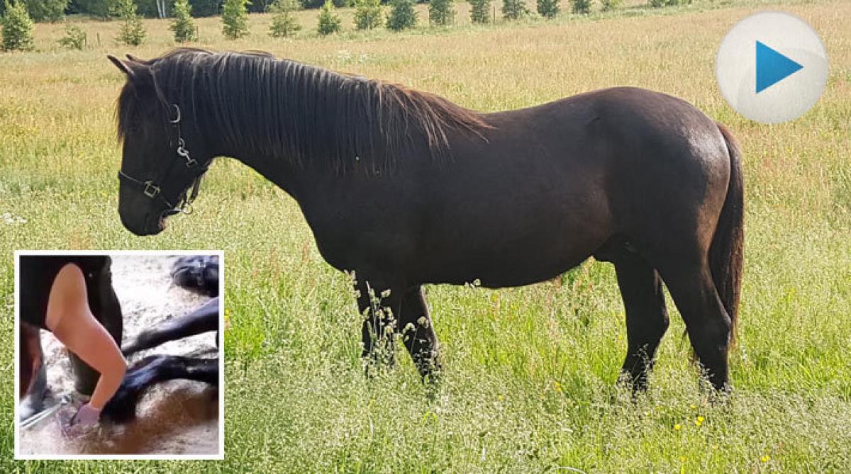 <p>När ettåriga nordsvensken Favorit väntade på hovslagaren tog han en tupplur innan det var hans tur. Hovslagaren hade inte hjärta att väcka honom.