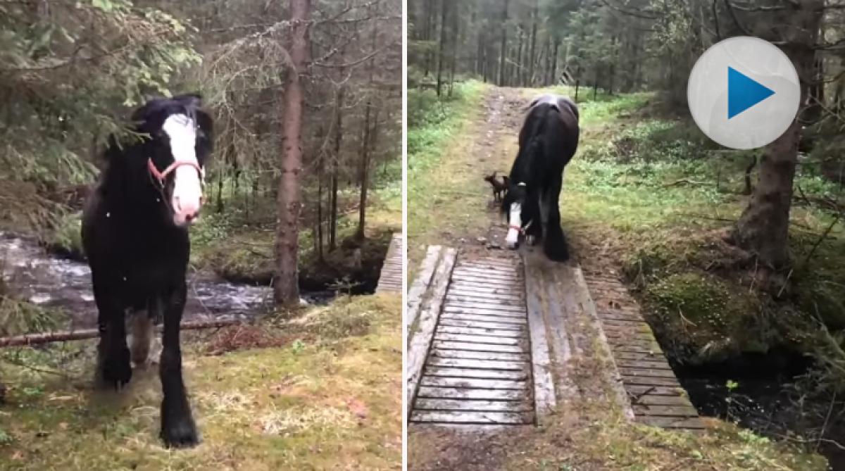 Under årets sista vecka ompublicerar vi 2019 års tio mest sedda klipp. På plats nio hamnar den här sköna tinkern – som finner sin egen väg vid bron.
