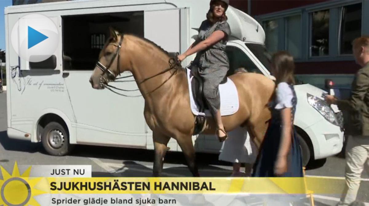 Hästen Hannibal och Louise E Chatteli besöker barnsjukhus för att sprida glädje. TV4 träffade nyligen dem och då fick programledaren sitta upp.