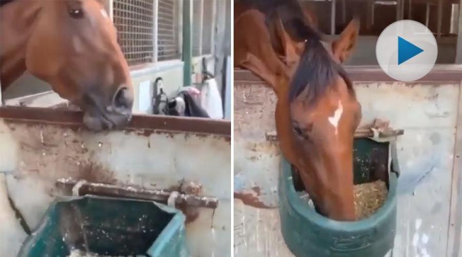 <p>Gräset smakar enligt ordspråket bäst på andra sidan staketet. Och den här hästen har upptäckt att den smaskigaste maten finns i grannens krubba.