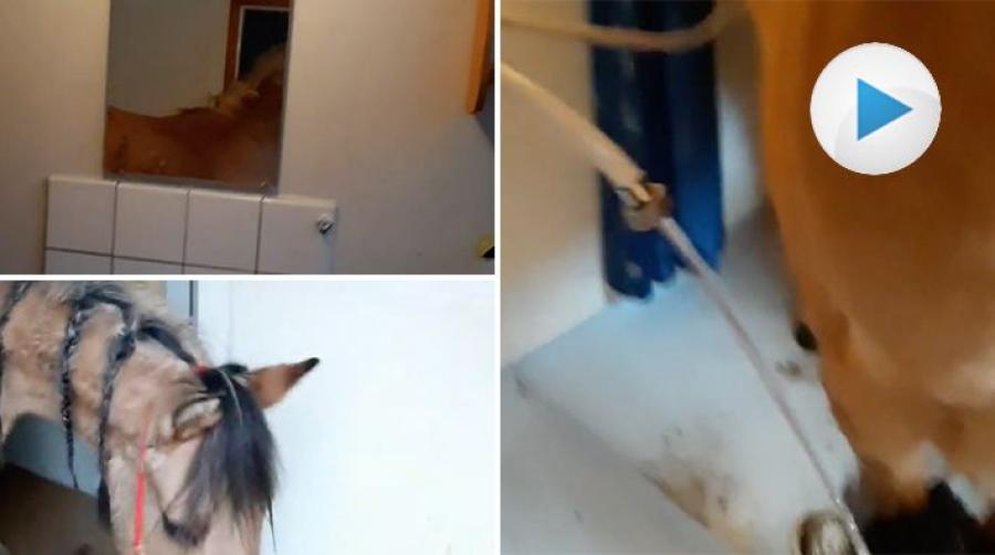 <p>Minns ni Alexandra Furmans minishettis som fick sig en vinterdusch i badrummet? Kompisen Fantasía, en tvåårig kigermustang, har också lyxduschat.</p>