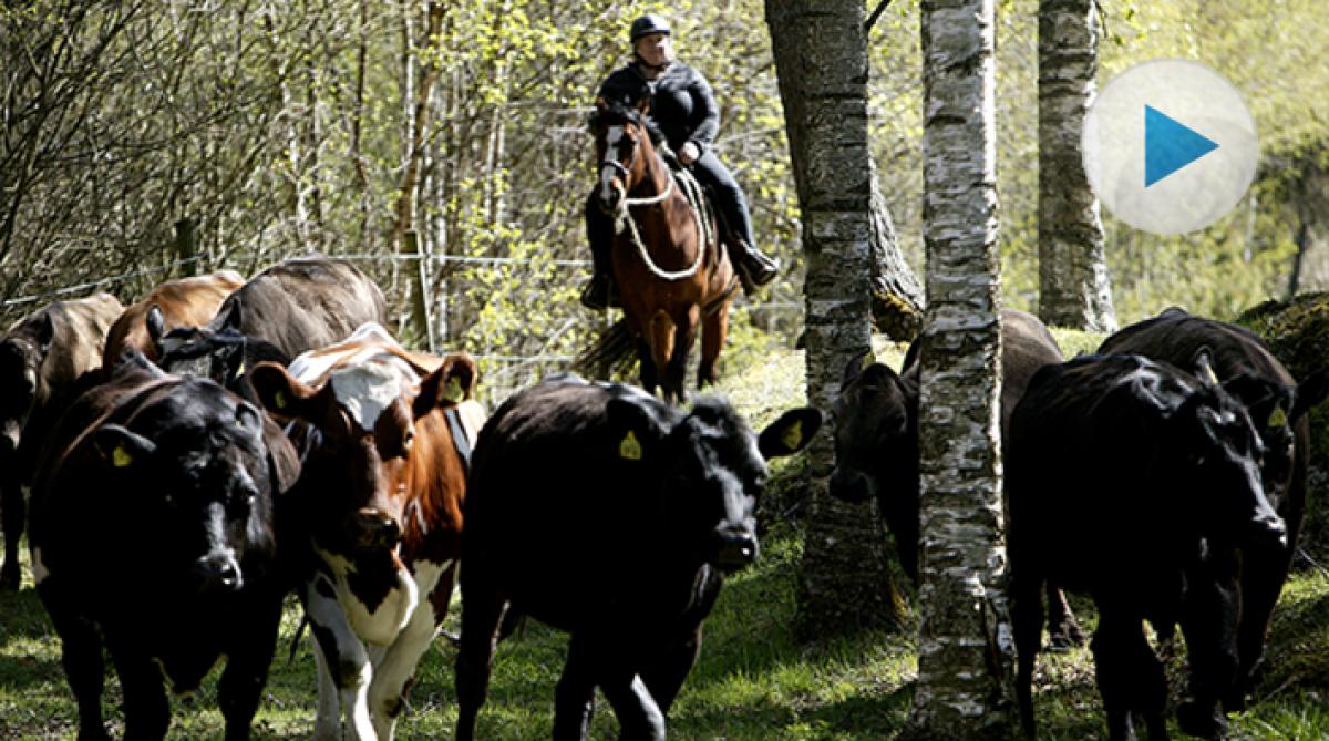 På ridskolan Tranegården i Alingsås har flera kursdeltagare nyligen fått prova på att driva kor från hästryggen. Se hur det gick i Hippson-TV.