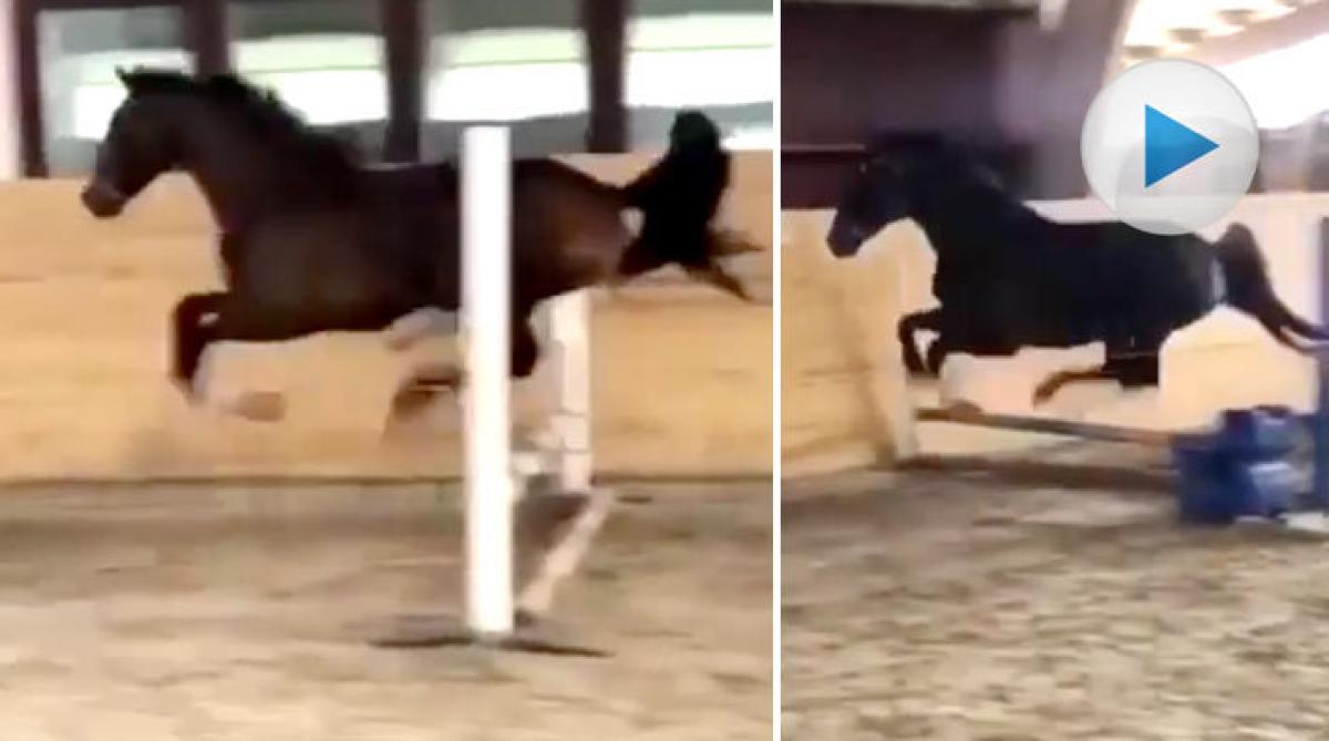 Det finns en hel del klipp med hästar som visar en säregen hoppteknik över studsserier. Men frågan är om inte denna söta pålle tar priset?